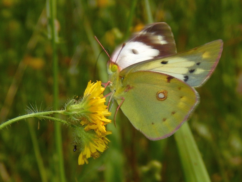 Colias crocea?  S, femmina, forma helice